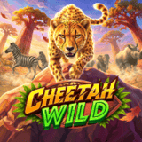 Cheetah-wild